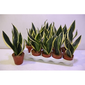 arr8 Sansev Black Gold