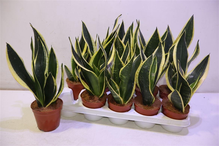 <h4>arr8 Sansev Black Gold</h4>