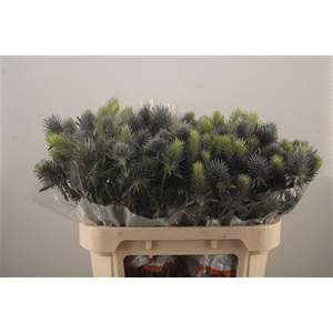 Eryngium Pacifi Blue Sky