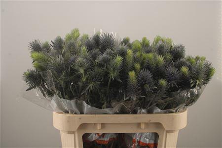 <h4>Eryngium Pacifi Blue Sky</h4>