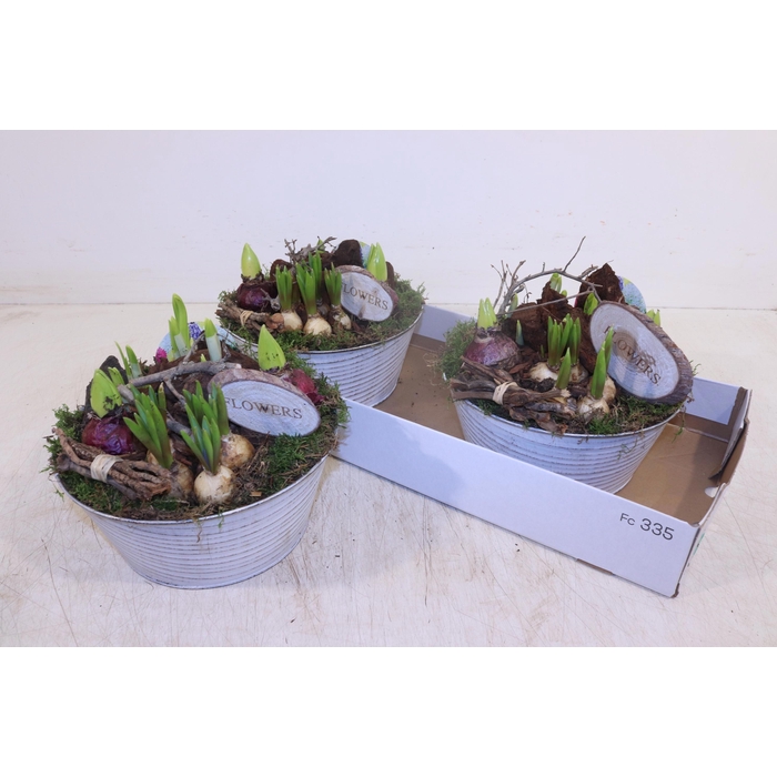 <h4>ARR BOL KNOLGEWAS</h4>