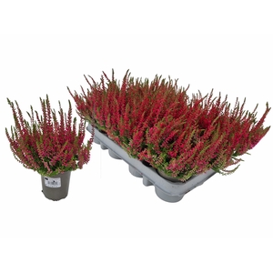 CALLU RED SUN