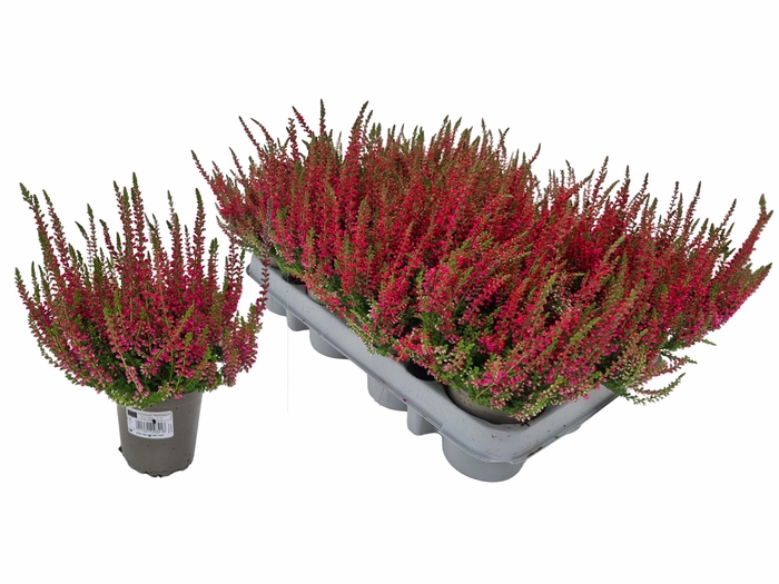 <h4>CALLU RED SUN</h4>