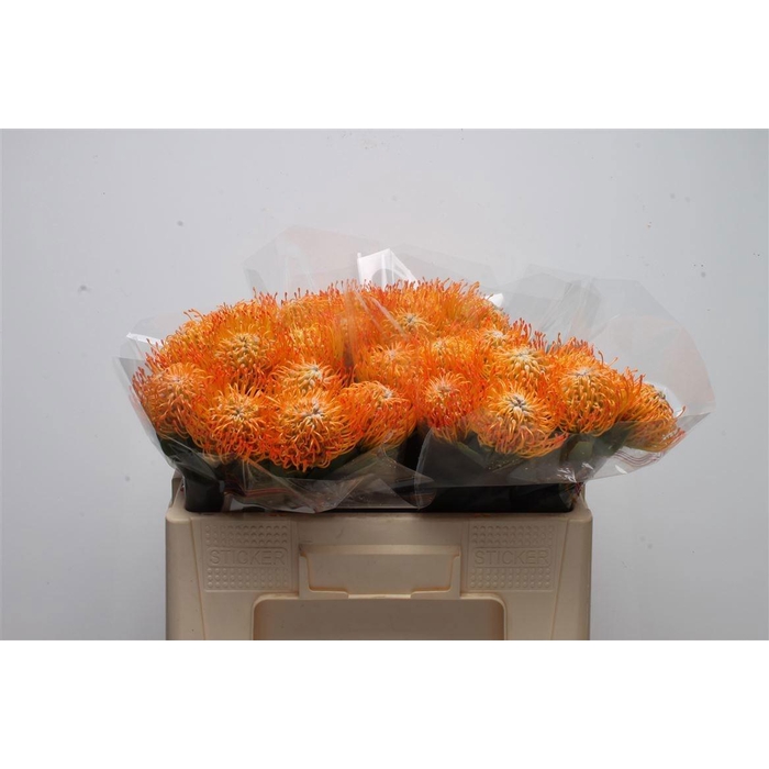 <h4>Leuco Ayoba Sun</h4>