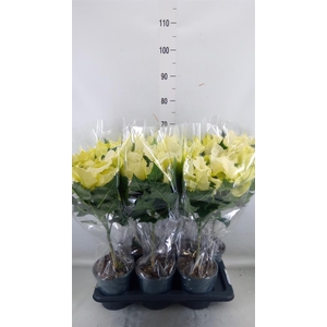 Euphorbia pulc. 'Alaska'