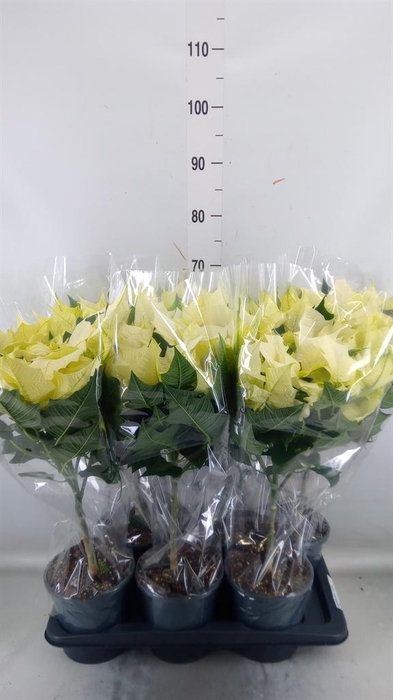 <h4>Euphorbia pulc. 'Alaska'</h4>