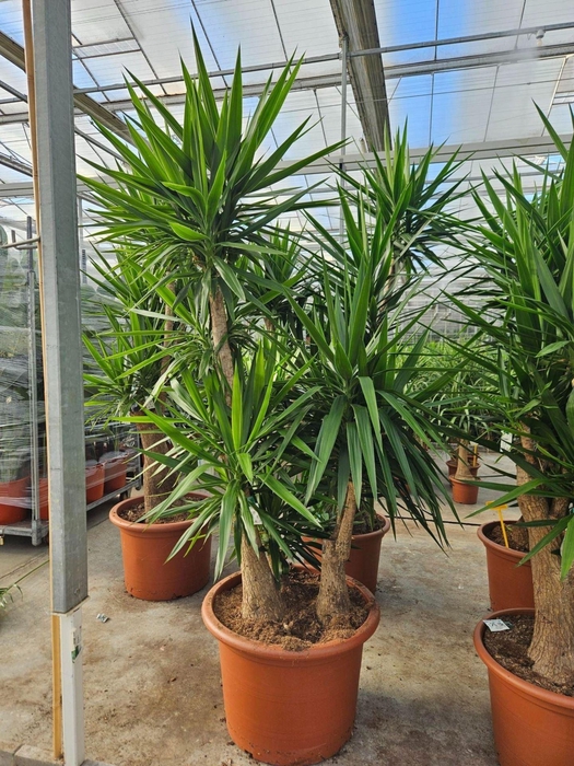 <h4>Yucca elephantipes over</h4>