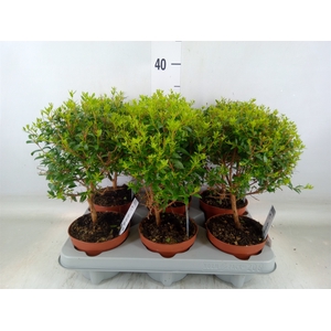 Myrtus communis