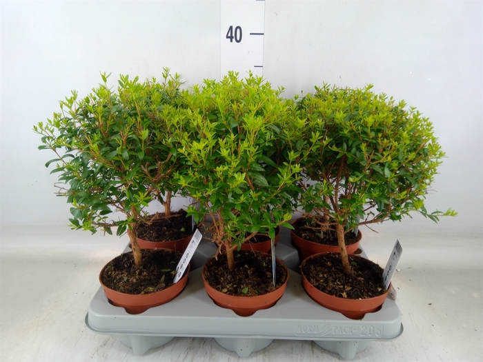 <h4>Myrtus communis</h4>