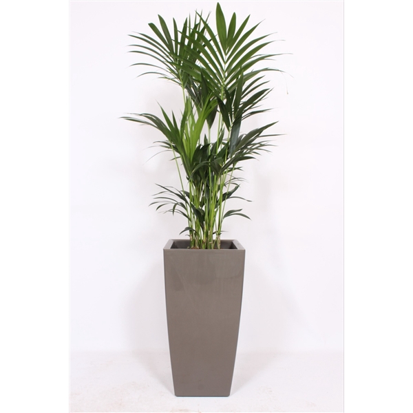 <h4>Howea Forsteriana in Piza pot "taupe"</h4>