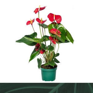 Anthurium Madural 17cm