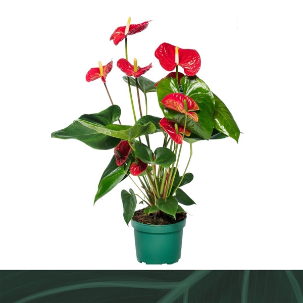 <h4>Anthurium Madural 17cm</h4>