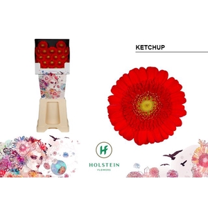 Germini Ketchup Diamond