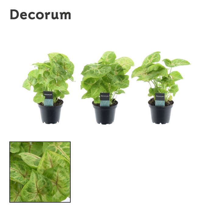 Syngonium Golden (Decorum) 7 cm