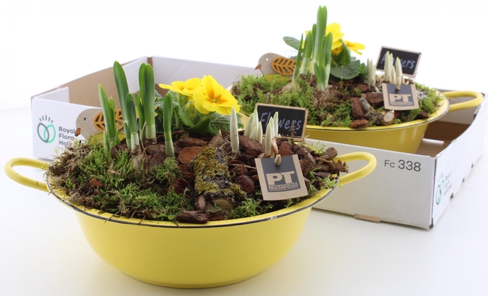 <h4>ARR PL IN SCHAAL</h4>