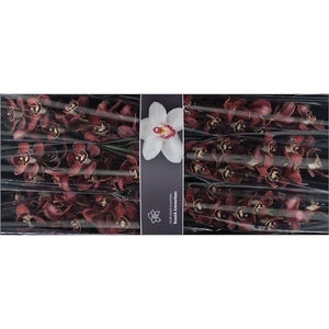 Cymb Tak Flameflor x 6