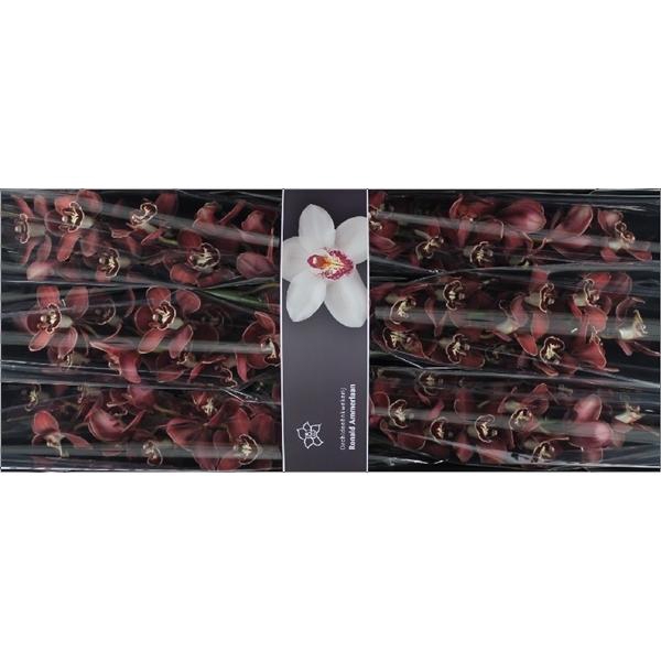 <h4>Cymb Tak Flameflor x 6</h4>