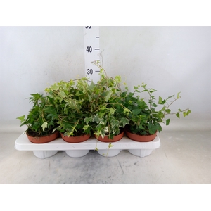 Hedera   ...mix