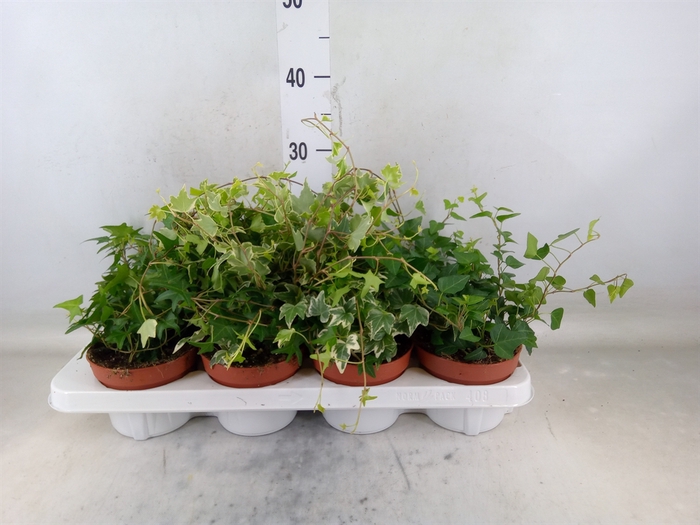 <h4>Hedera   ...mix</h4>