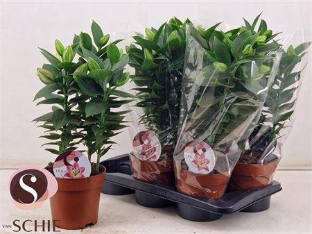 <h4>Lil Or Souvenir 3 Pp</h4>