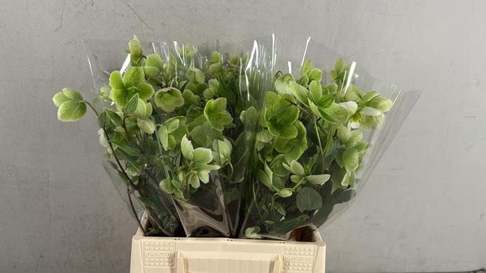 <h4>Helleborus Magnificent Bells</h4>