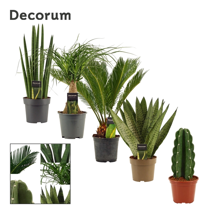 <h4>Green Plant Mix P14</h4>