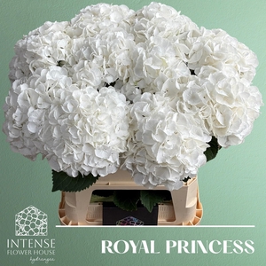 Hydrangea Royal Princess