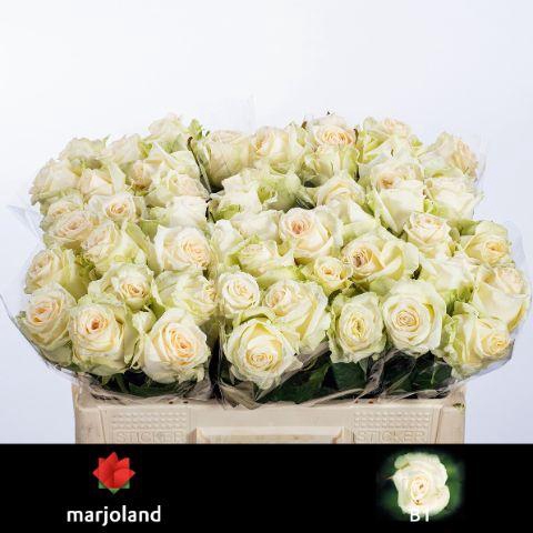 <h4>R GR DOLOMITI@</h4>