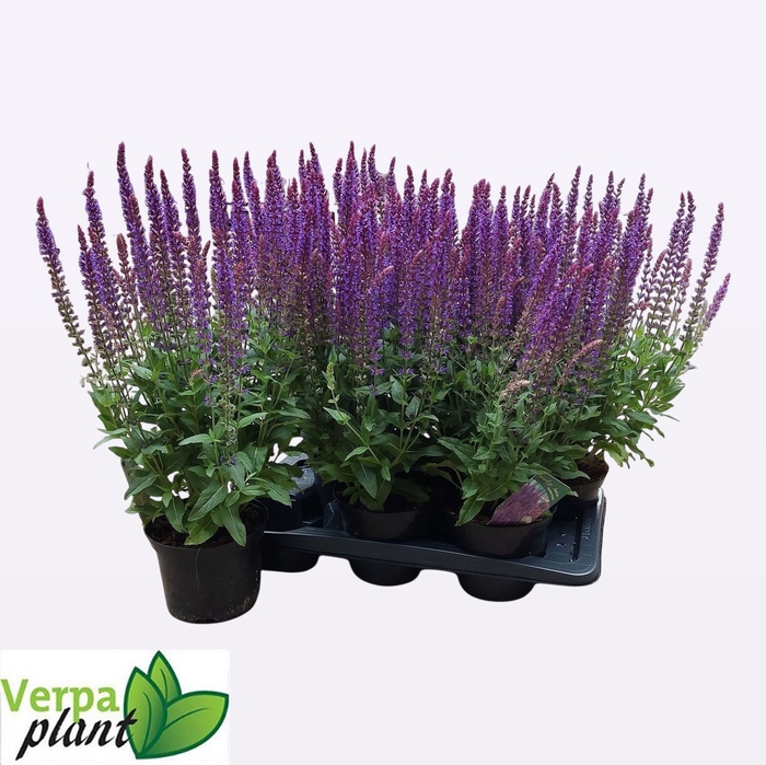 <h4>SALVIA NE OSTFRIESL</h4>