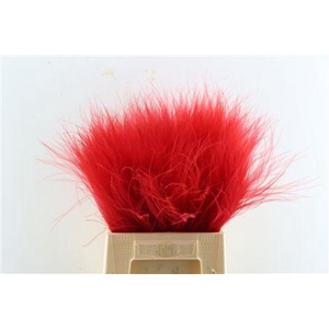 Dried Stypha Red(10 Toef) Bunch