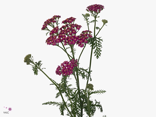 ACHIL M MCL PURPLE