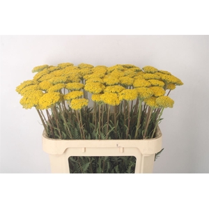 Achillea F Park Variety