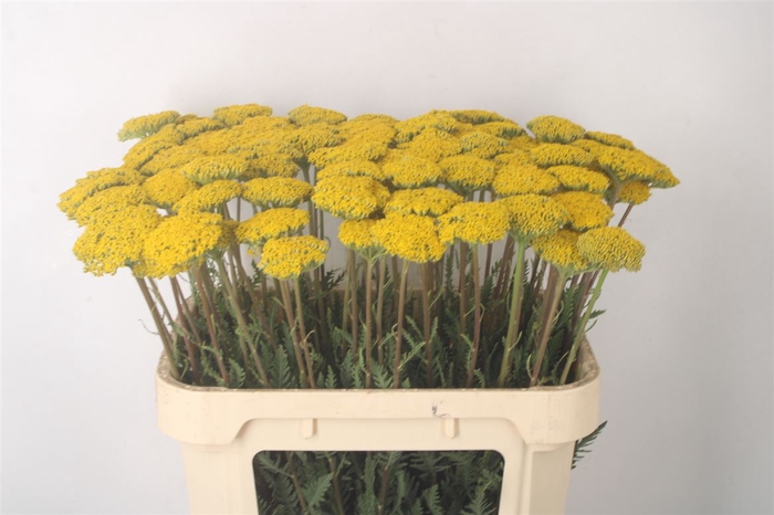 Achillea F Park Variety