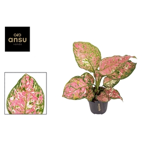 Aglaonema Jazzy Red