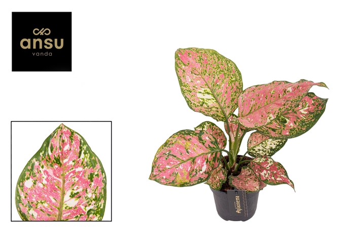 <h4>Aglaonema Jazzy Red</h4>
