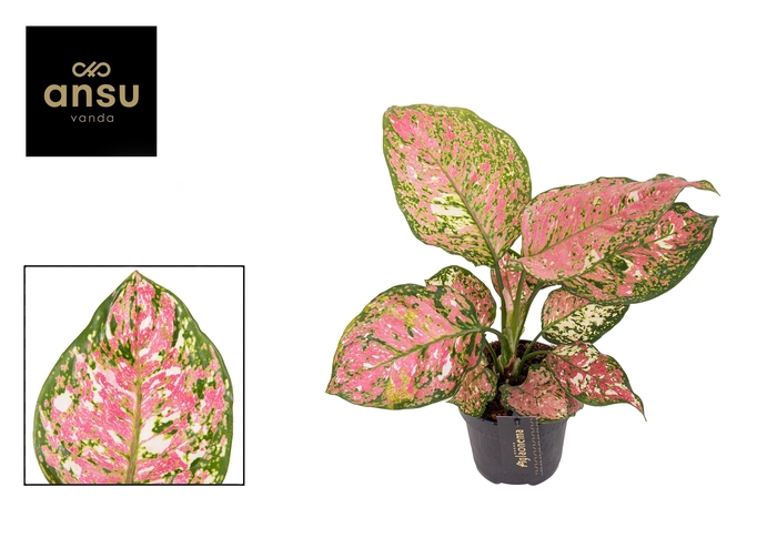 <h4>Aglaonema Jazzy Red</h4>