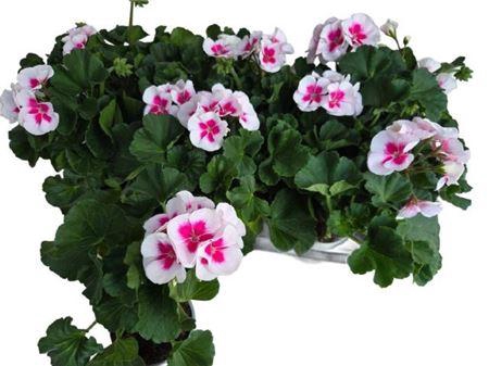 <h4>Pel Zon Pec Tango Wh</h4>