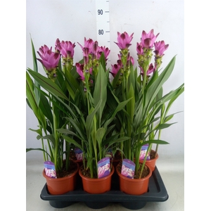 Curcuma alism. 'Siam Splash'
