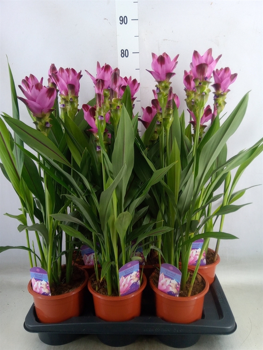 <h4>Curcuma alism. 'Siam Splash'</h4>