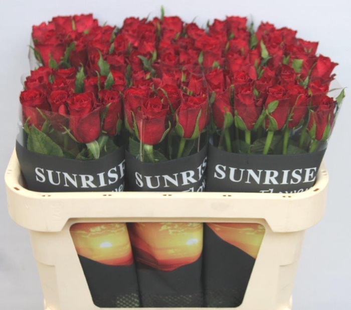 <h4>R GR MADAM RED</h4>