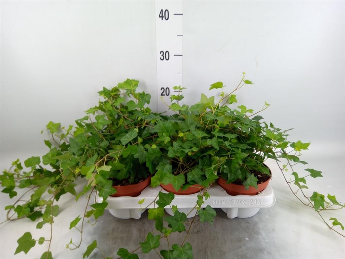 <h4>Hedera   ...green leafed</h4>