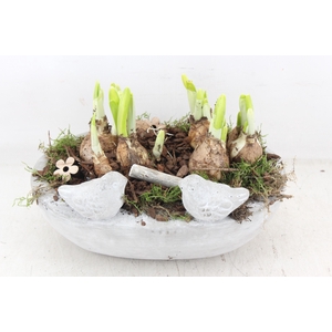 arr4 Narcis JS - Vogel ovaal x3