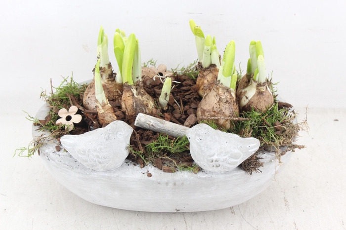 <h4>arr4 Narcis JS - Vogel ovaal x3</h4>