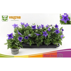 PLATYCO GR ASTRA BLU