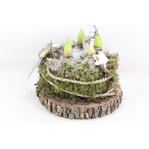 arr4 Hyacint MB - Hout schijf MOS x1 led