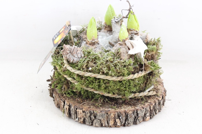 <h4>arr4 Hyacint MB - Hout schijf MOS x1 led</h4>