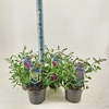 Buddleja