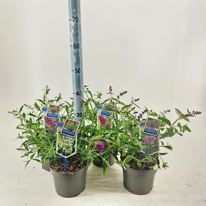 <h4>Buddleja</h4>