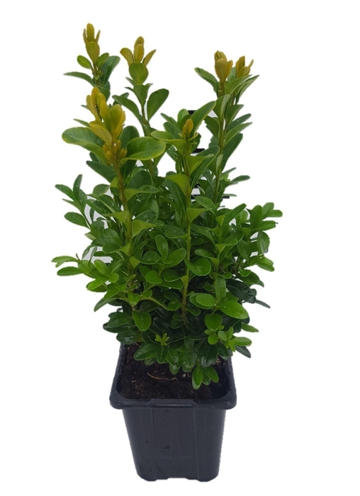 <h4>Buxus sempervirens P8</h4>