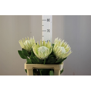 Protea King ( Cynarodes) White